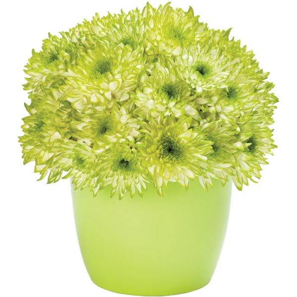 Peppermint Green Oxford Pot Set - 4-Pack Home Decor Plant Container