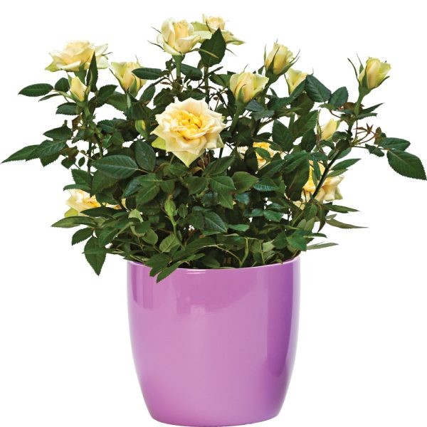 Sugared Lilac Ceramic Oxford Plant Pot Set - Beautiful Home Garden Decor