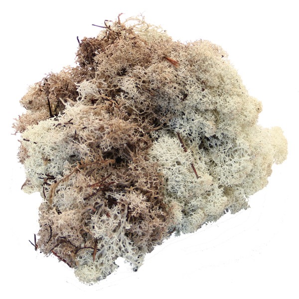 Natural Reindeer Moss - Eco-Friendly Christmas Decoration for Home Decor and Indoor Plant Accents