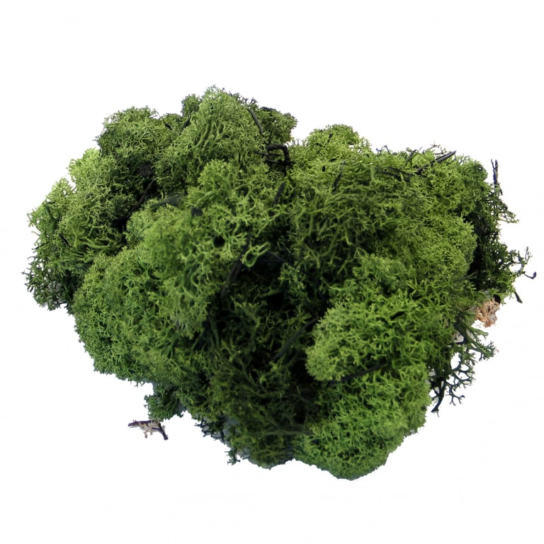 Dark Green Reindeer Moss - Natural Home Dcor Accent for Indoor Planting