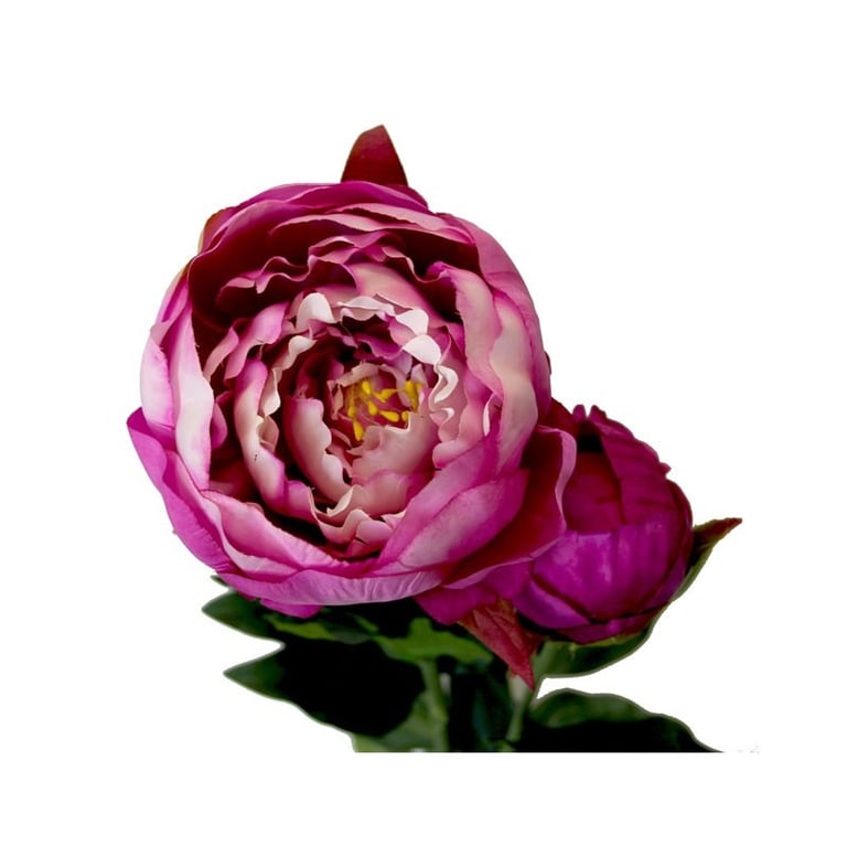 Peony Fuchsia - 78cm Vibrant Outdoor Flower Plant for Home Garden Decoration