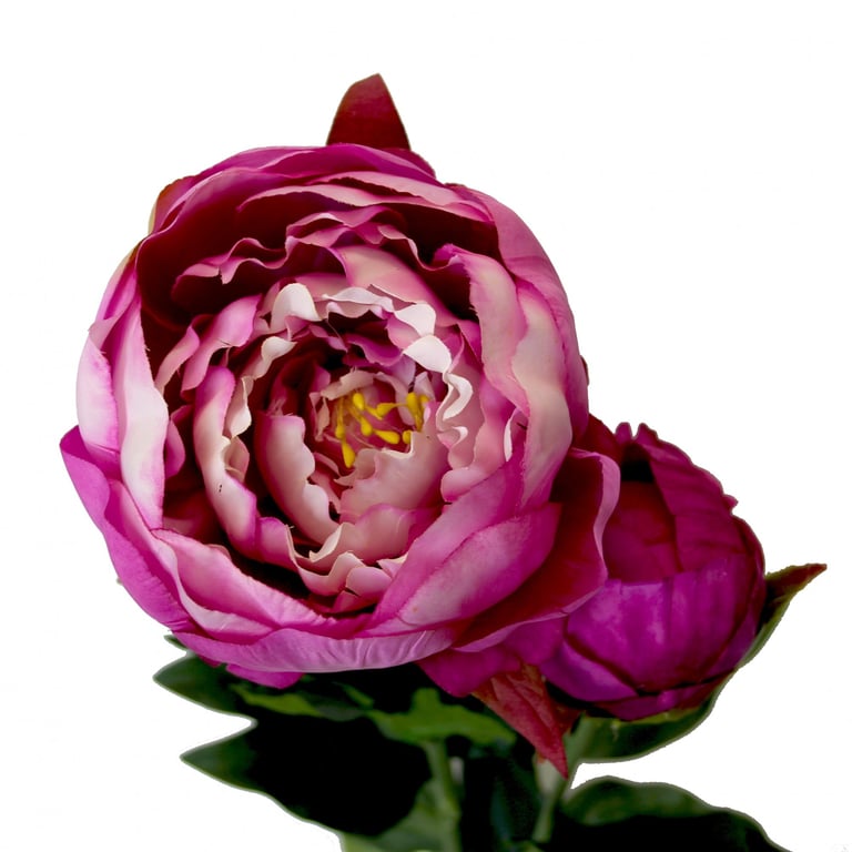 Peony Fuchsia - 78cm Vibrant Outdoor Flower Plant for Home Garden Decoration