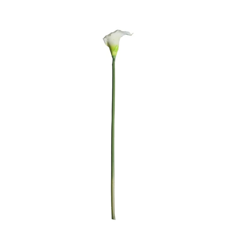 Medium Calla Lily Cream & Green Flowers - Perfect Home Garden Decoration or Wedding Bouquet Centerpiece