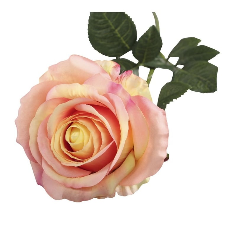 Small Camelot Open Rose Peach - Unique Indoor Plant & Garden Decoration in a Beautiful Floral Vase