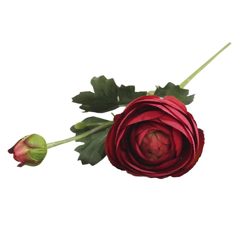 Burgundy Rannunculus Flowers - Long-Lasting Garden and Wedding Bloom Arrangement