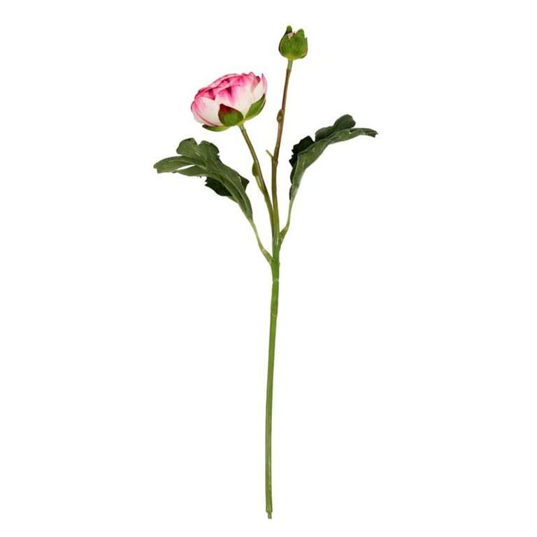 Coral Rannunculus - Fresh Cut Garden Flowers for Wedding Floral Arrangements and Spring Bouquets