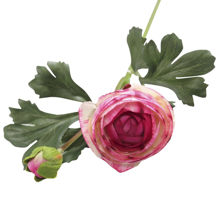 Coral Rannunculus - Fresh Cut Garden Flowers for Wedding Floral Arrangements and Spring Bouquets
