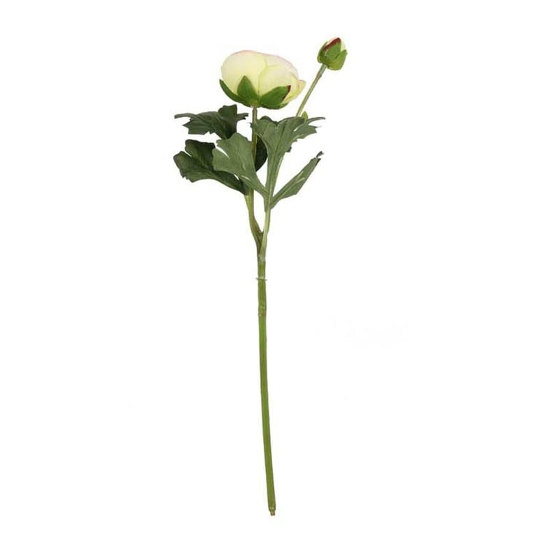 Rannunculus Cream Pink Fresh Garden Flowers Perfect for Floral Arrangements and Wedding Bouquets