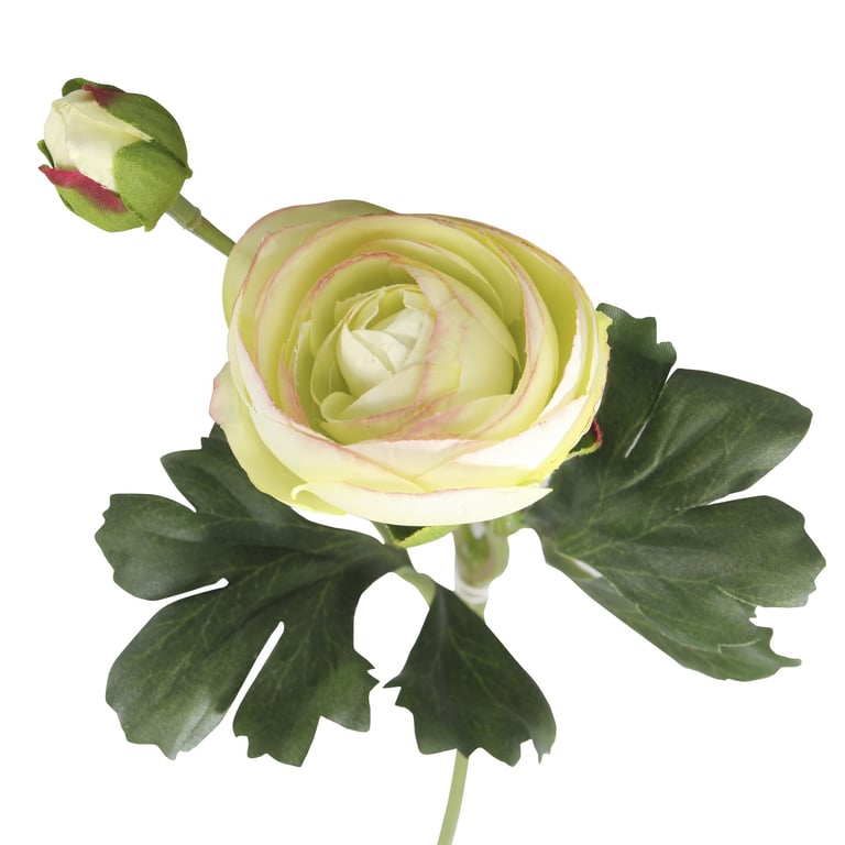 Rannunculus Cream Pink Fresh Garden Flowers Perfect for Floral Arrangements and Wedding Bouquets