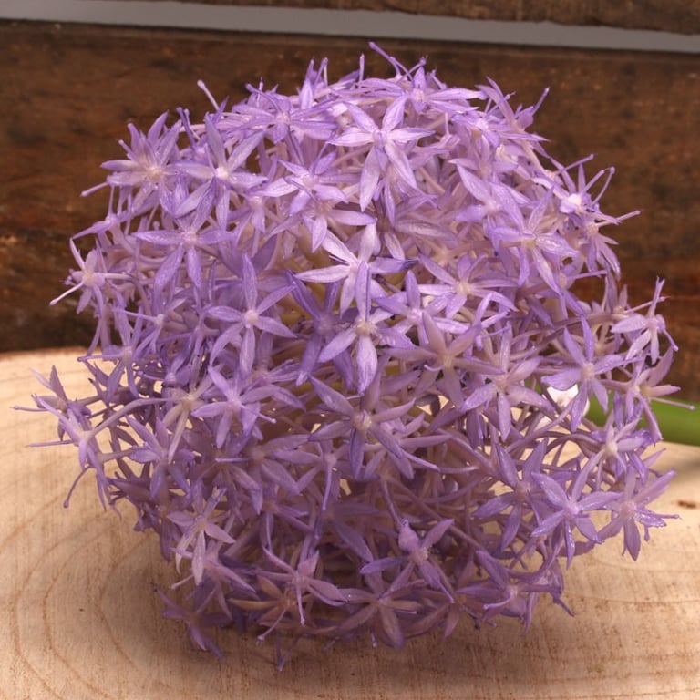 76cm Single Allium Lavender - Elegant Garden Decoration and Home Decor Item