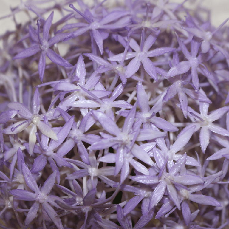 76cm Single Allium Lavender - Elegant Garden Decoration and Home Decor Item