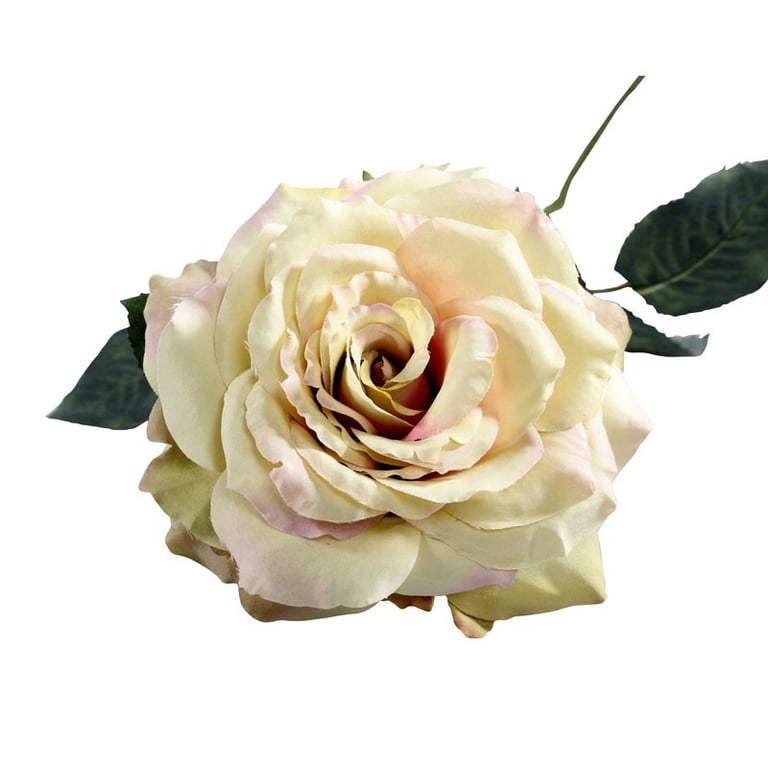 74cm Single Aidde Rose Cream Blush - Natural Looking Beauty Makeup Face Blush