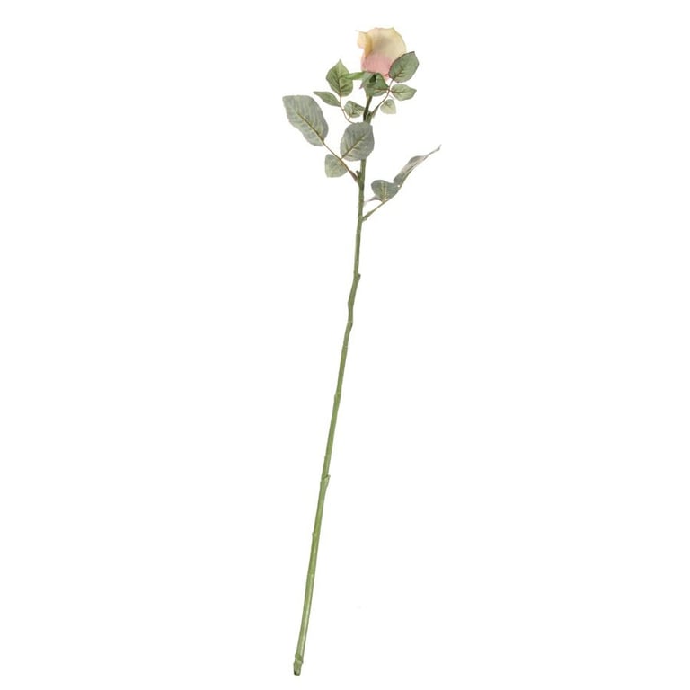 71cm Single Celia Rose Cream Blush - Soft, Natural Beauty Makeup