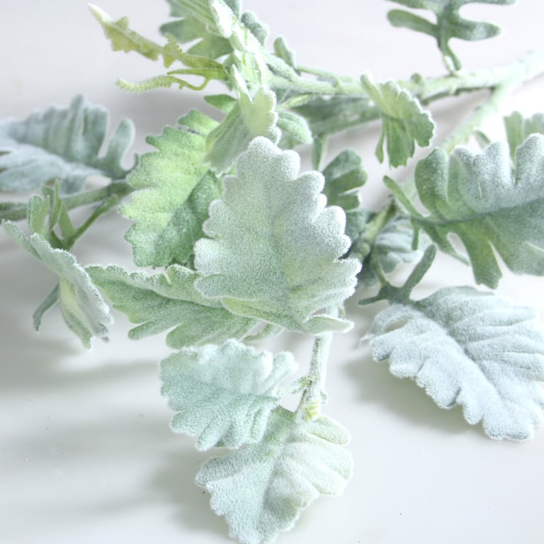 Grey Green Long Stem Dusty Miller Spray Plant - Garden Decor Accent