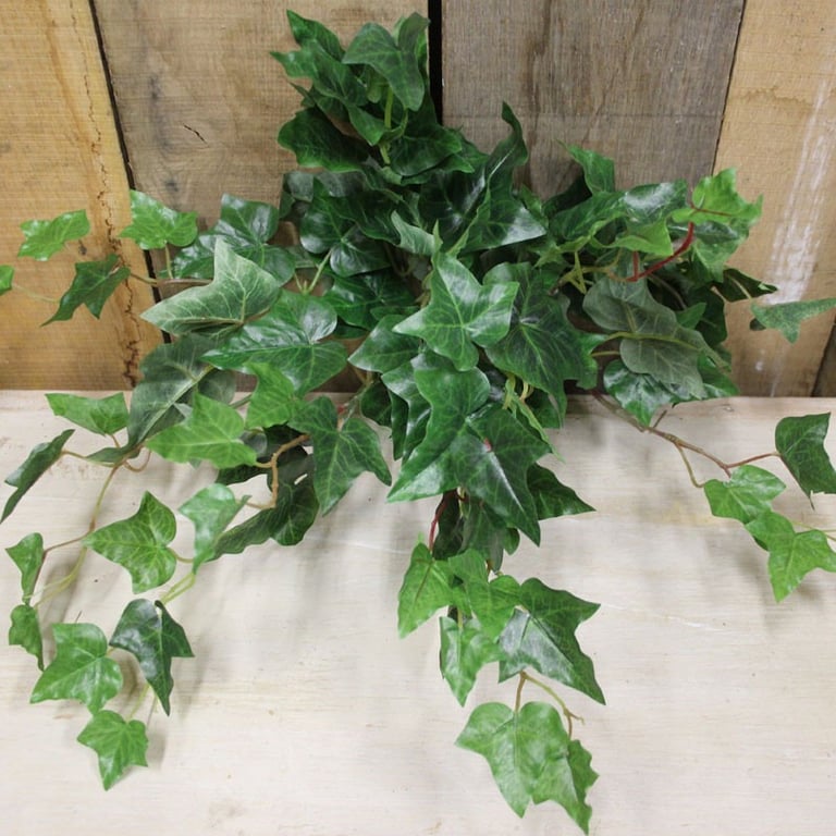 English Ivy Bush - 17 Indoor Decor Plant for Home Garden