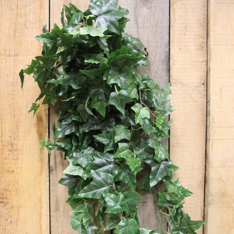 54 English Ivy Hanging Bush - Large Indoor Climbing Plant for Home Garden Decoration