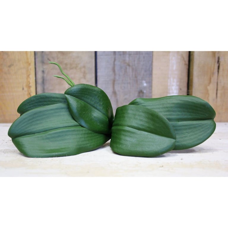 Phalaenopsis Leaves - Fresh Cuttings for Indoor Epiphytic Orchids and Horticulture Supplies