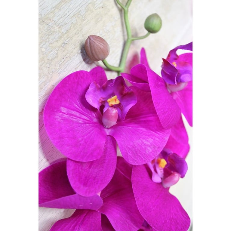 Cerise Pink Phalaenopsis Spray Plant - Beautiful Home Decor Indoor Flower Arrangement