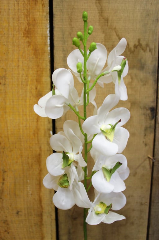 White Ascocenda 28.5 Flower Plant - Beautiful Indoor Decorative Garden Addition