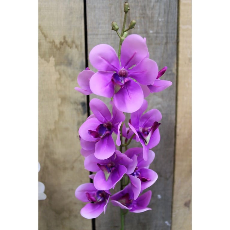 Pink Ascocenda Orchid Spray - 28.5 Long Lasting Indoor Flower Arrangement Decoration for Home Garden