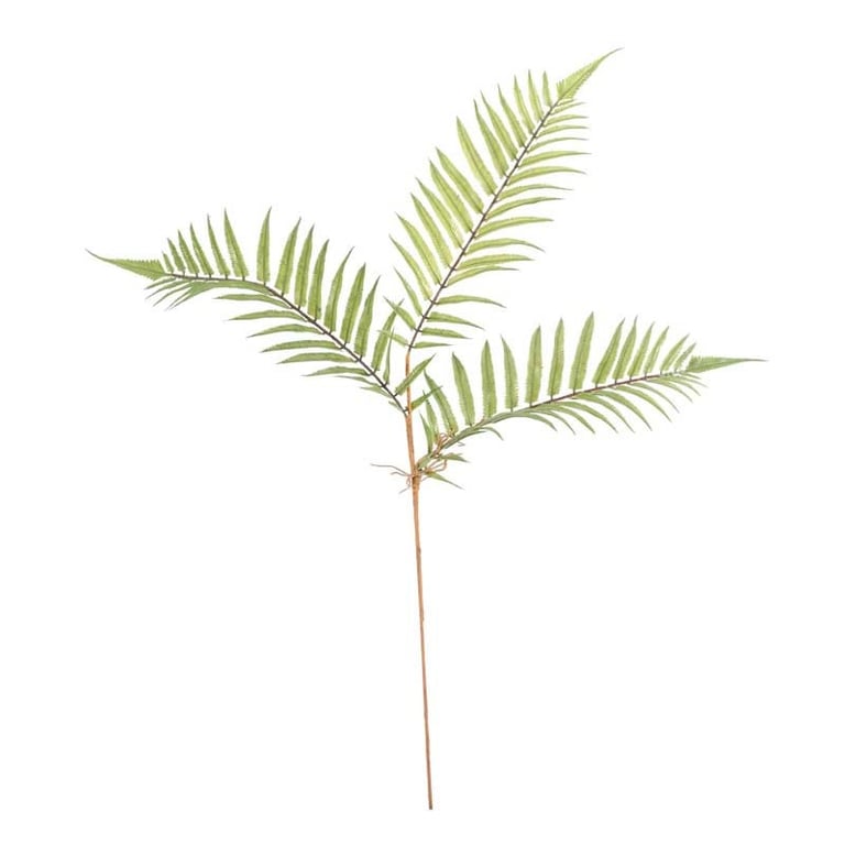 Boston Fern 75cm Houseplant - Large Indoor Greenery Decor Plant