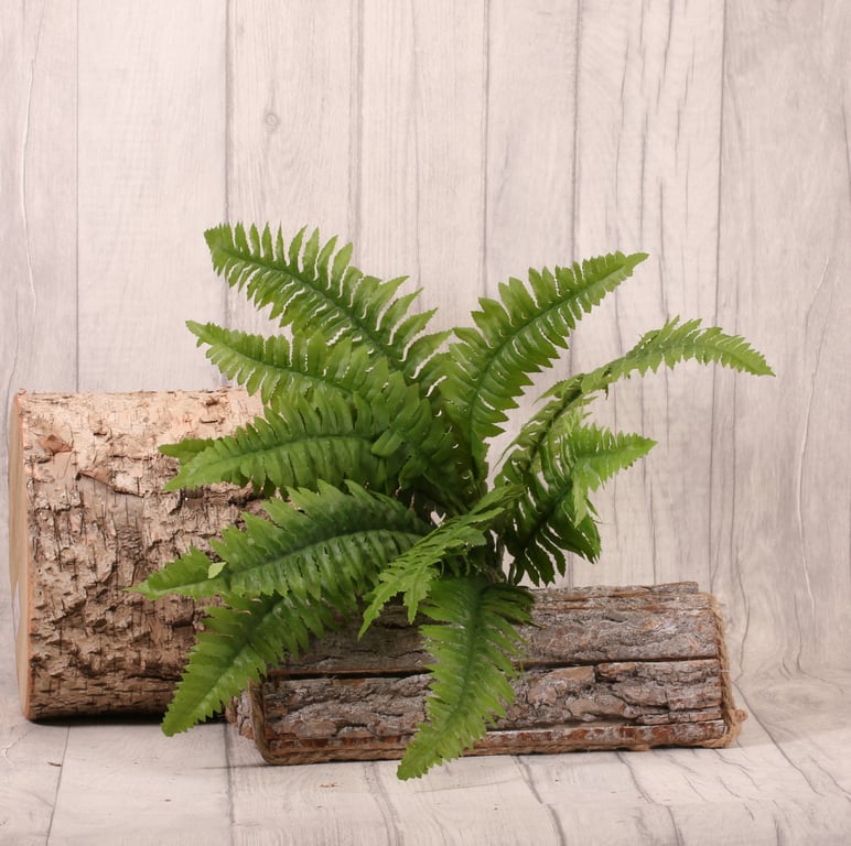 Boston Fern Bush 43cm - Large Indoor Green Houseplant for Home Decor