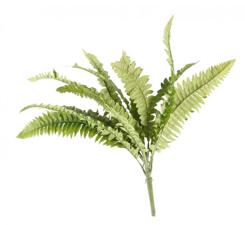 Boston Fern Bush 43cm - Large Indoor Green Houseplant for Home Decor