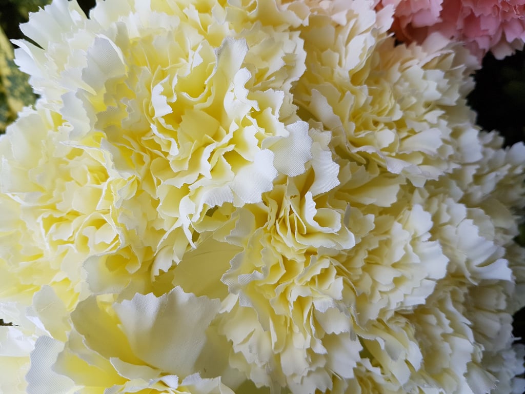 Natural Cream Carnation Bush - Fragrant Outdoor Garden Plant for Home Decor and Floral Arrangements