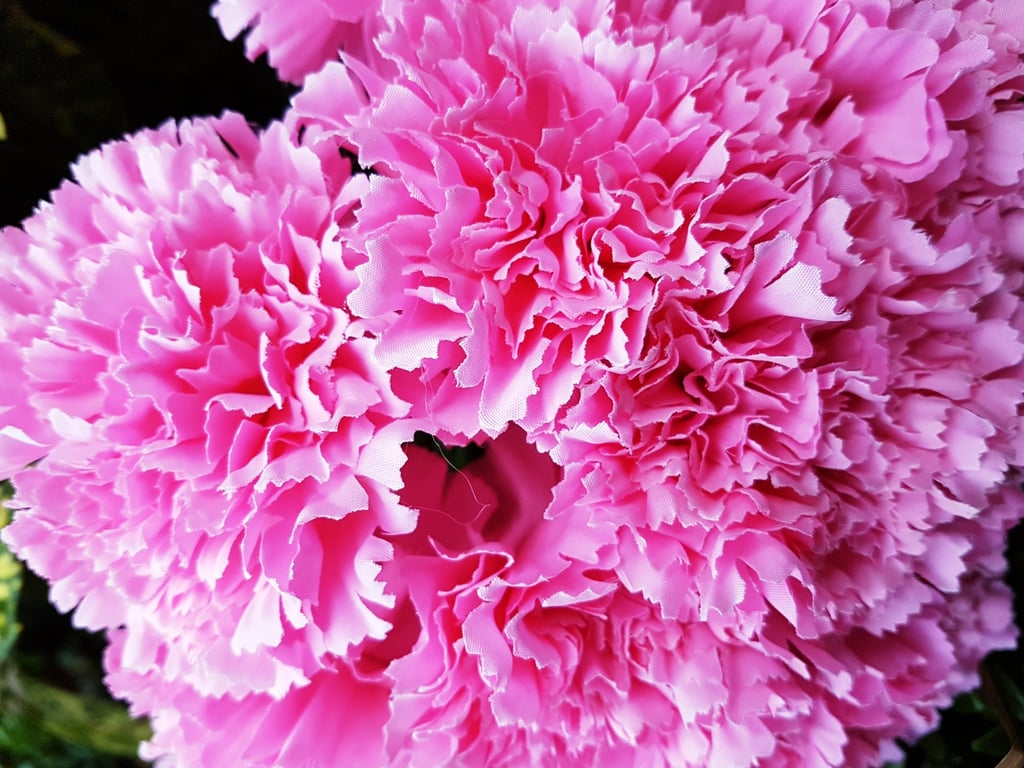 Natural Pink Carnation Bush - Long-Lasting Home Decor Plant with Fresh Floral Arrangement Potential