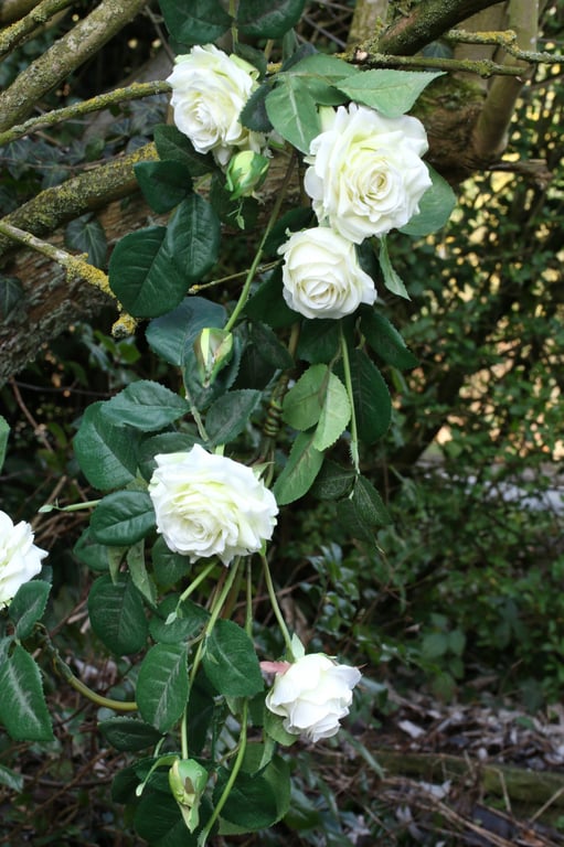 Luxury 1.8m White Rose Garland - Elegant Home Decor and Wedding Decoration