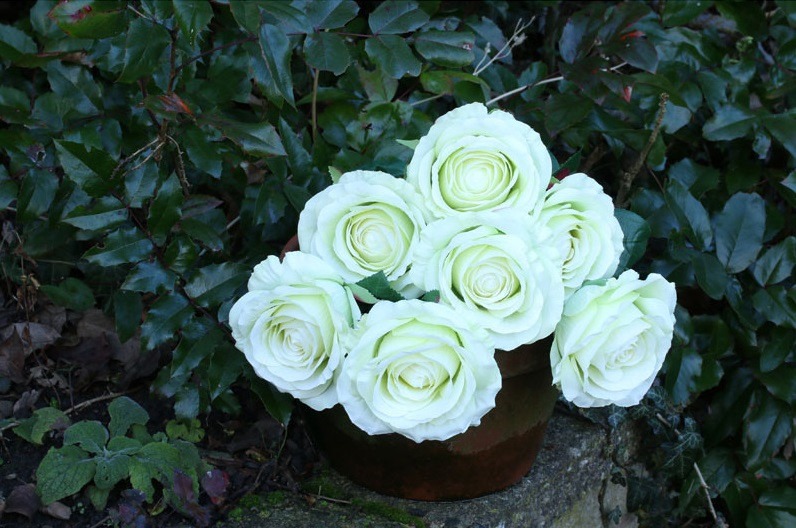 Fresh Cut Green Rose Bunch - Beautiful Floral Arrangement for Home Decor and Garden Decoration