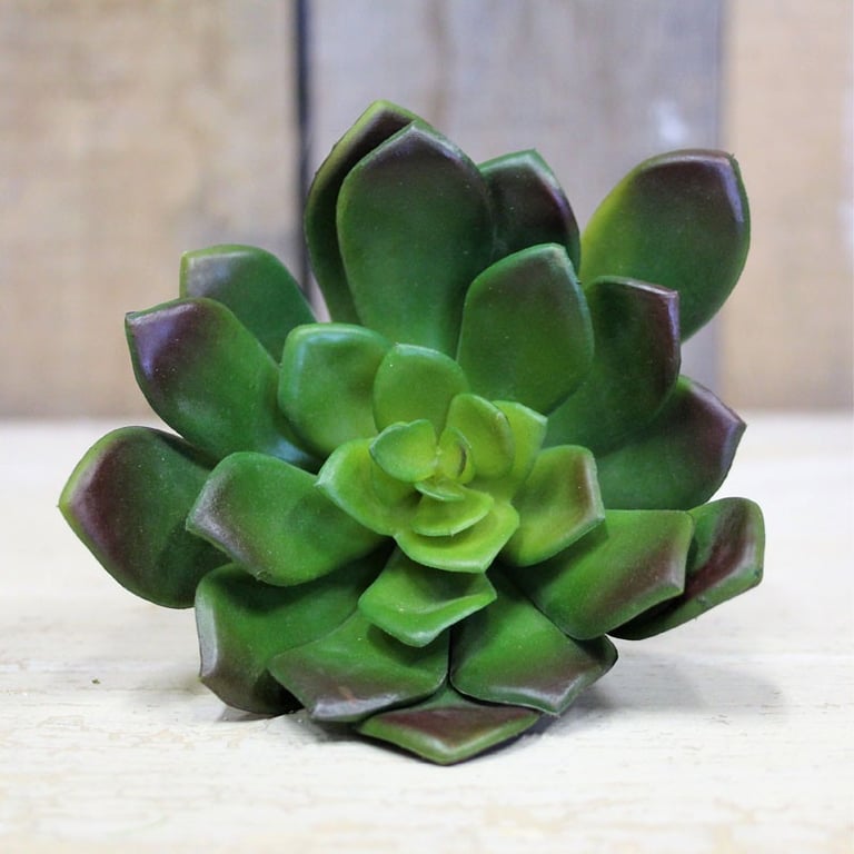 12cm Small Indoor Succulent Plant - Perfect Office Decoration or Home Garden Accent