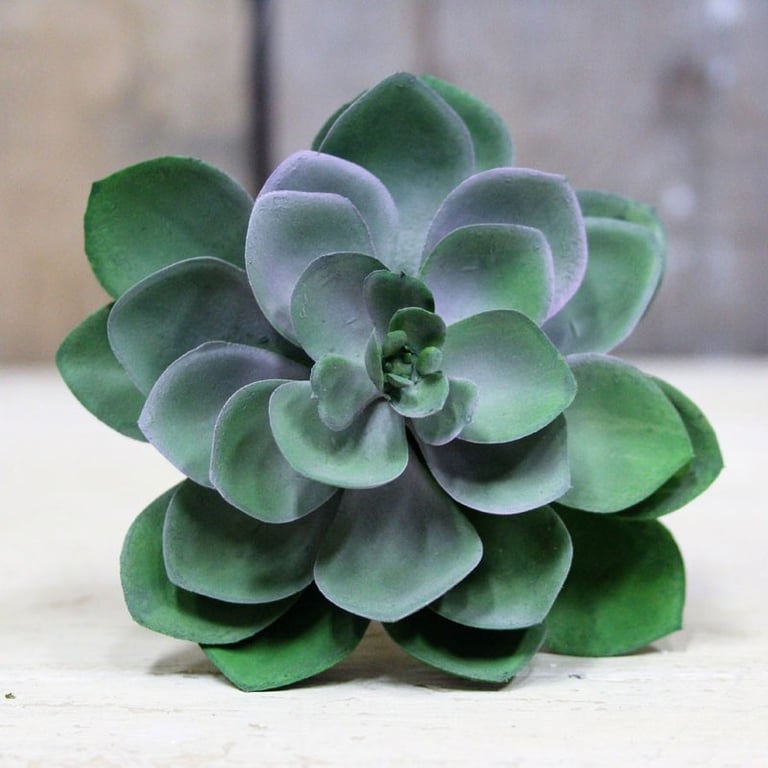 11cm Small Indoor Succulent Plant, Perfect Desk Decoration with Potting and Care Instructions