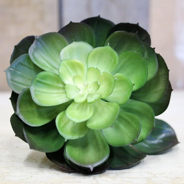 15cm Indoor Succulent Plant - Small Decorative Office Accent