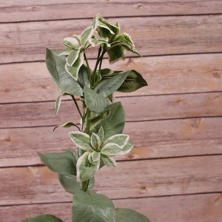 Euphorbia Marginata 67.4cm Succulent Indoor Houseplant