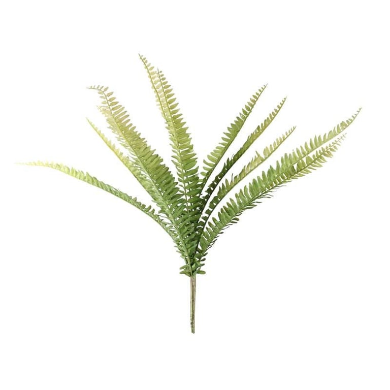Boston Fern - 48cm Indoor Green Houseplant for Home Decor