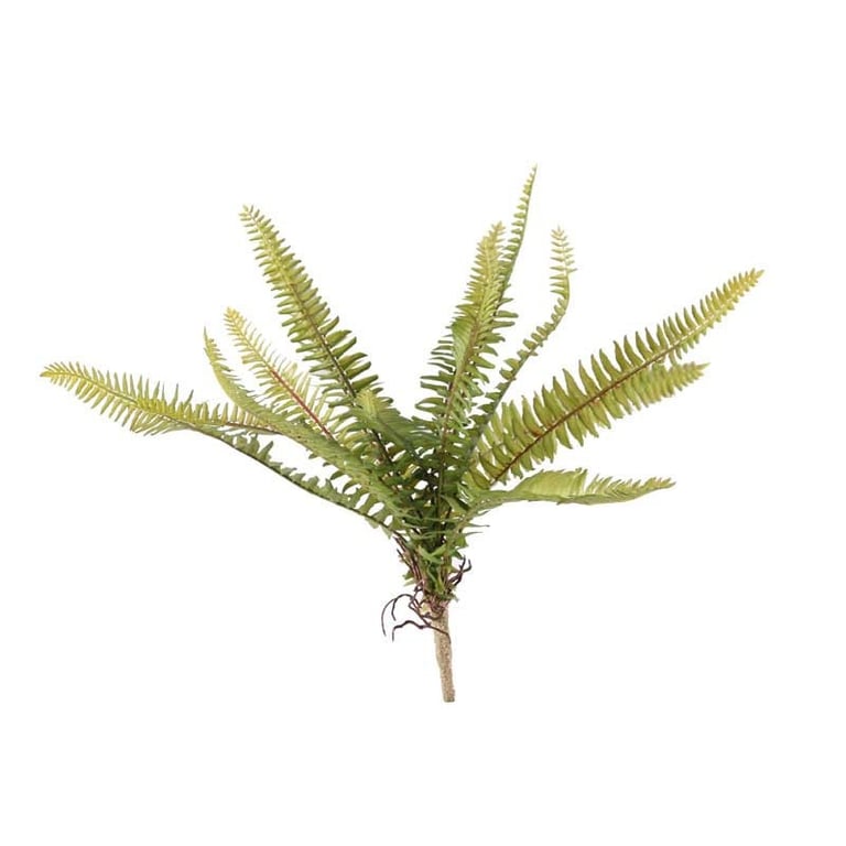 30cm Forest Fern - Indoor Houseplant for Home Decor and Greenery