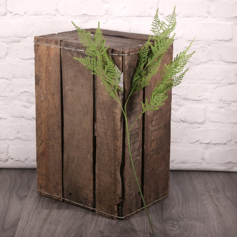 Asparagus Fern Spray - Easy Care Indoor Ornamental Plant