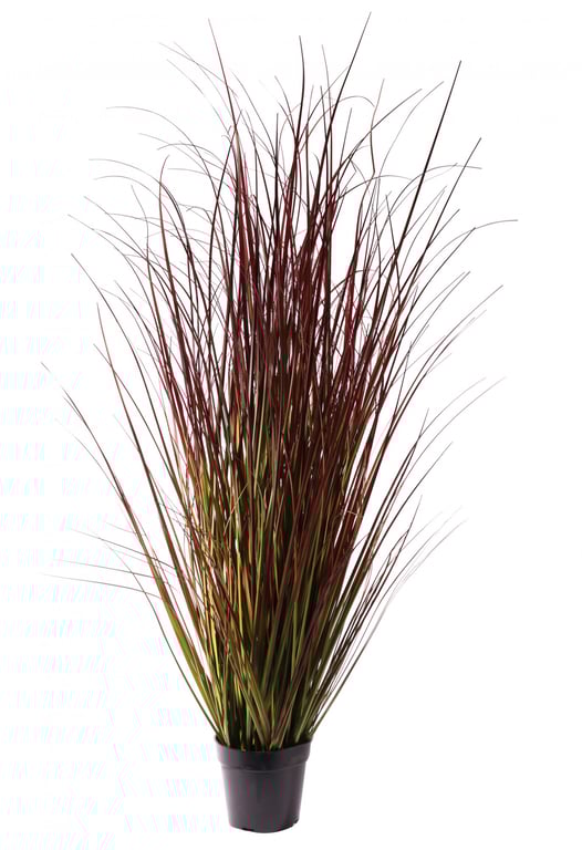 Bronze Stipa Potted Grass - 122cm Tall Outdoor Home Garden Decor Plant