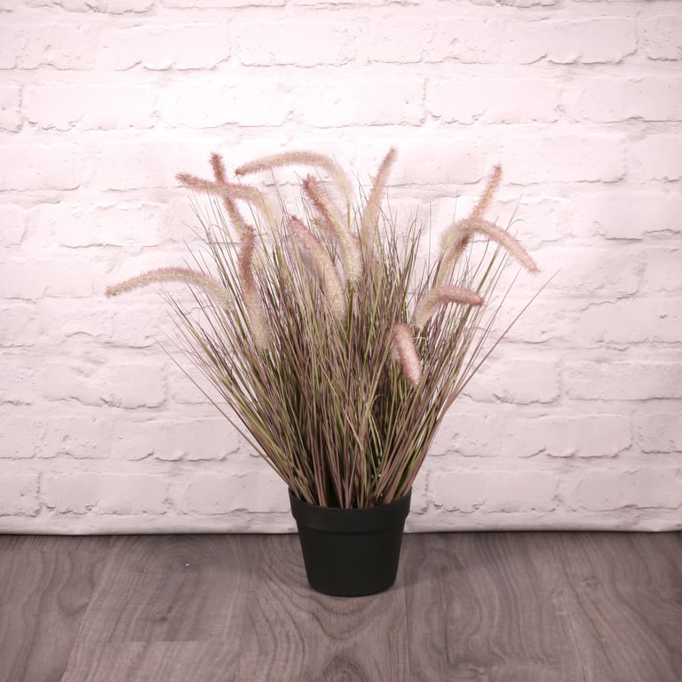 Pennisetum Grass Potted Plant - 60cm Outdoor Decor and Landscape Solution