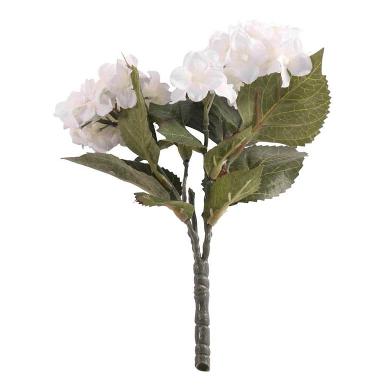 Hydrangea Cream Bunch - Fresh Flower Arrangement with Long-Lasting Hydrangea Plant