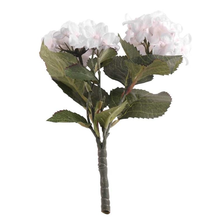 White Hydrangea Bush - Large Outdoor Flowering Shrub for Landscaping and Garden Decor
