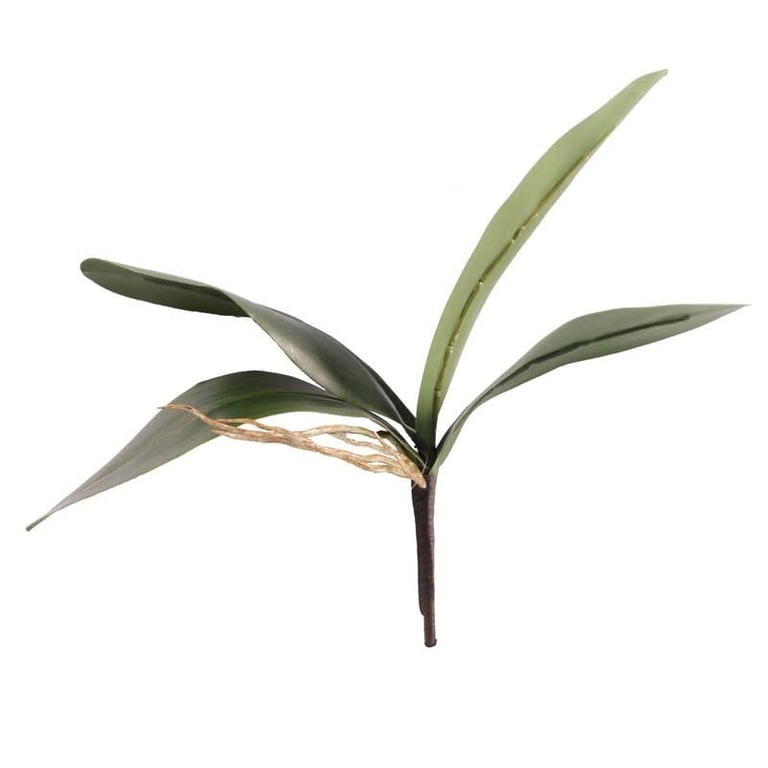Phalaenopsis Leaves Green - Fresh Indoor Foliage Plant for Home Decor