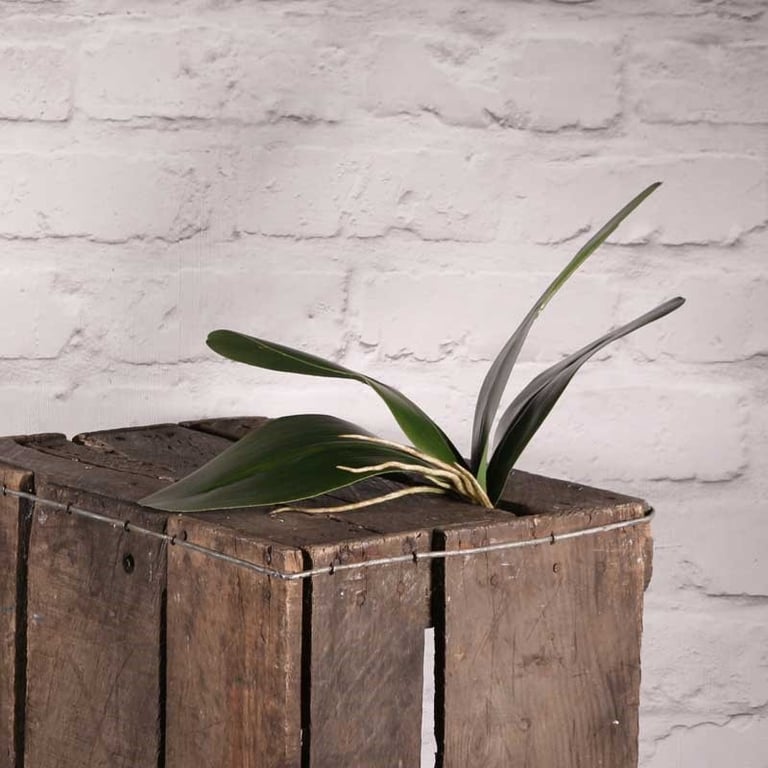 Phalaenopsis Leaves Green - Fresh Indoor Foliage Plant for Home Decor