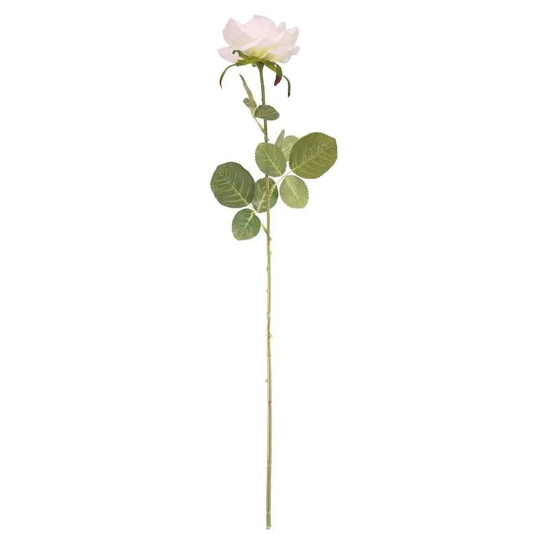 Arundel Open Rose Anti-Aging Skincare Cream - Hydrating Beauty Face Cream with Rose Fragrance