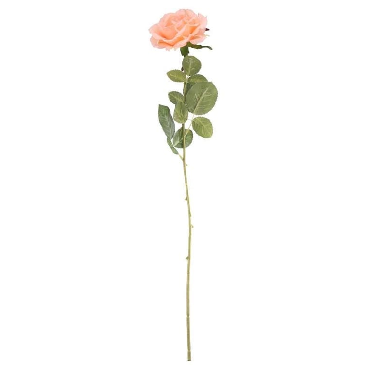 Arundel Open Rose Peach - Elegant Floral Design for Home & Garden Decor