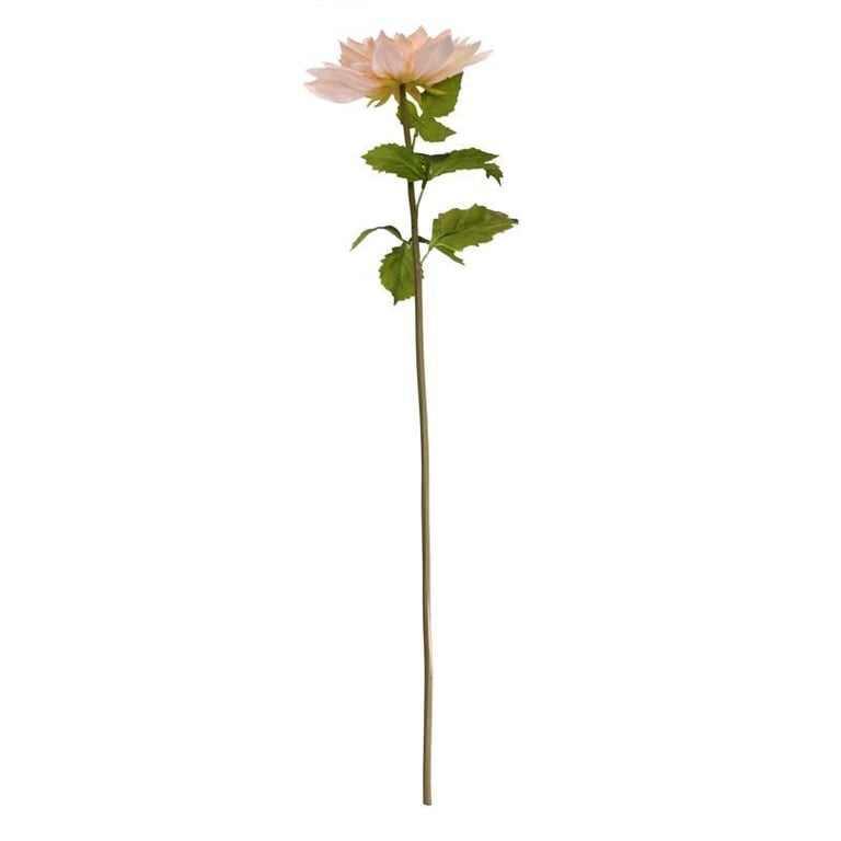 Queen Chrysanthemum Peach - Premium Cut Garden Roses for Floral Home Decor and Tea