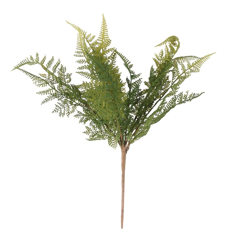 Fern Bush (15 Heads) - Drought Tolerant Garden Plants for Home & Outdoor Decoration