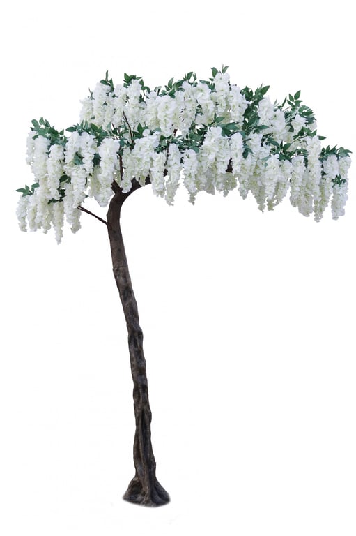 Wisteria Tree - 3m Cream Coloured Outdoor Garden Decoration Plant for Home Decor
