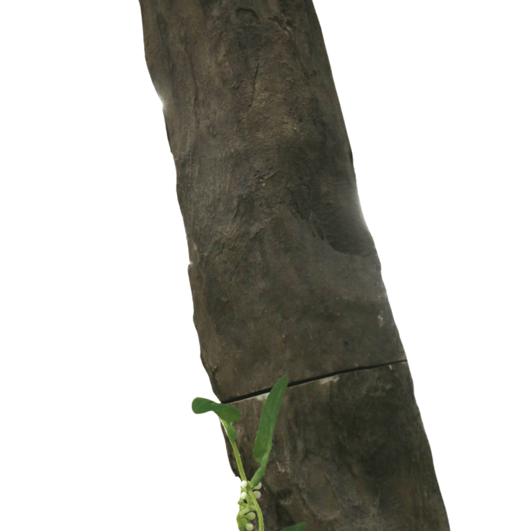 Wisteria Tree - 3m Cream Coloured Outdoor Garden Decoration Plant for Home Decor